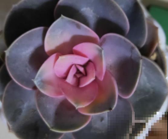多肉赶紧摘叶子，摘完别浇水，很快冒出新芽来！