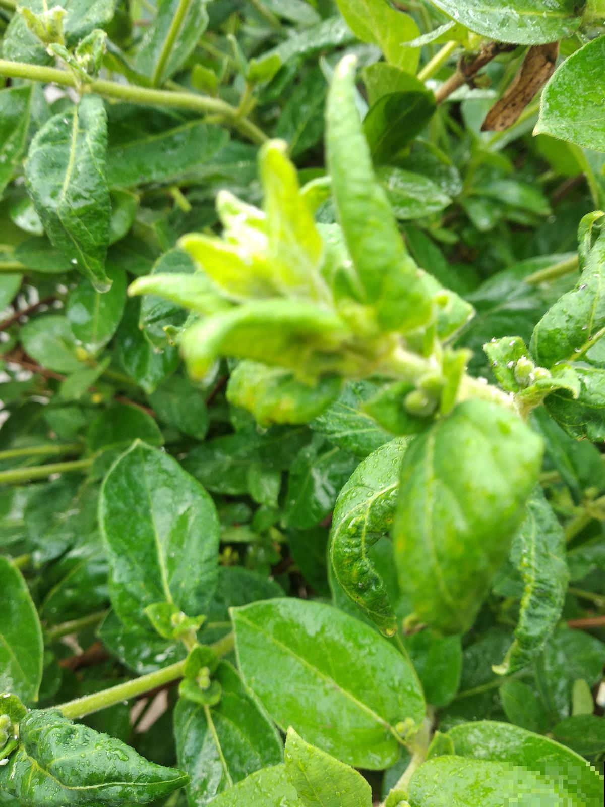 小黑飞真让人头疼，花盆里浇点它，虫子少一半