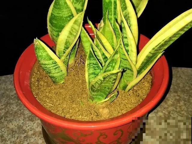 特能吃土的花，抓紧时间换盆，晚了就不开花