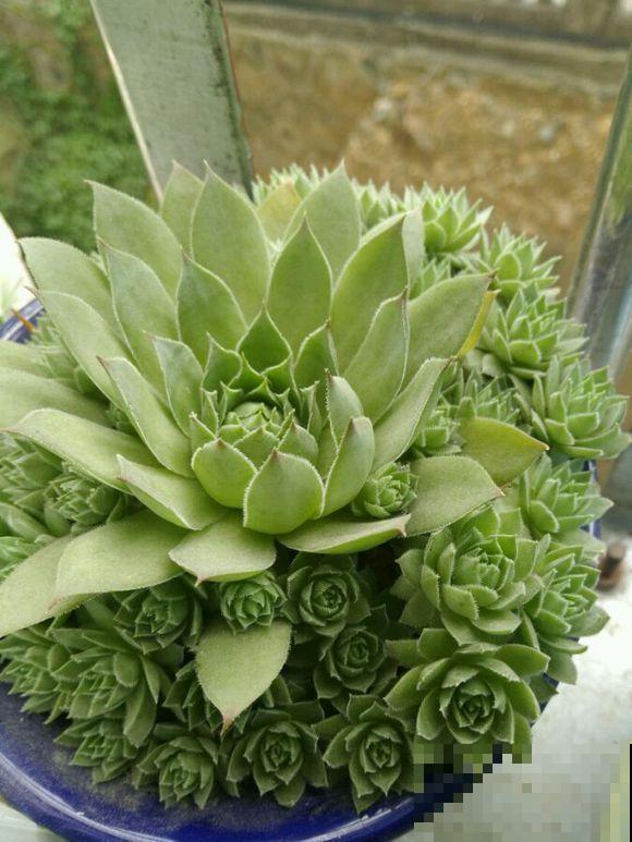 多肉砍头撸叶子，呼呼冒出10个头，越虐长得越旺！