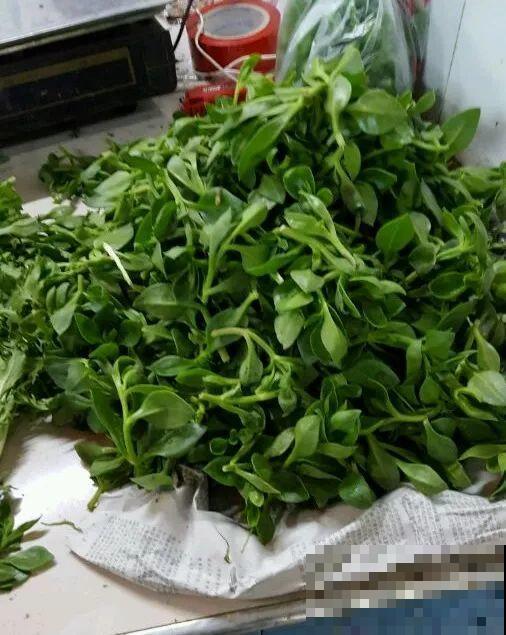 家里没菜了，我把这花炒了吃，老妈气得要打人！