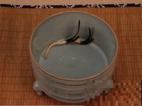 碗莲1个茶杯就能养，天热疯狂开花，香气飘满全家！