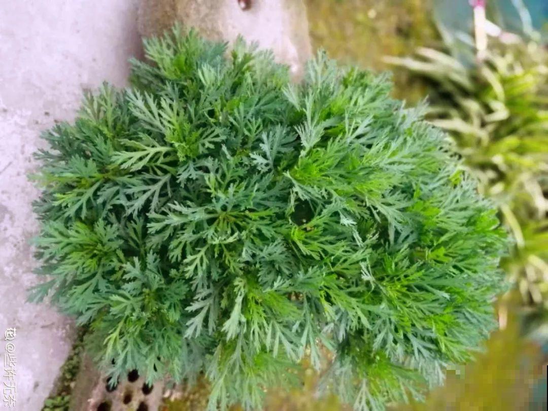 这3种肥料，月季盆里加一点，蹭蹭冒芽还不招虫！