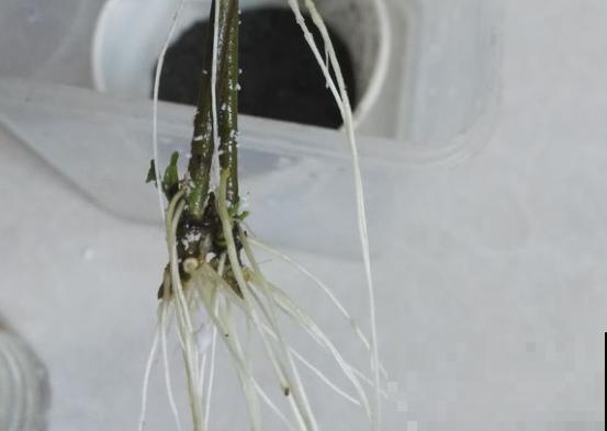 雪碧瓶剪一刀，养花扦插绝对活，大白根呼呼长！