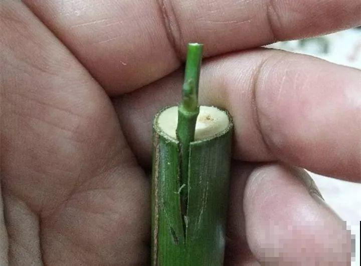 除了蟹爪兰，这花也能嫁接，开花的时候太美了！