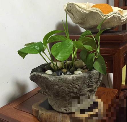 农村的老物件拿来养花，简直美翻了，城里人都羡慕！