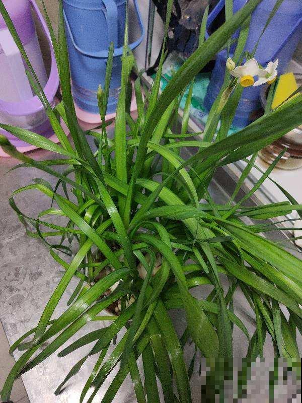 这花长得越矮越好，一长高就得剪，否则不开花