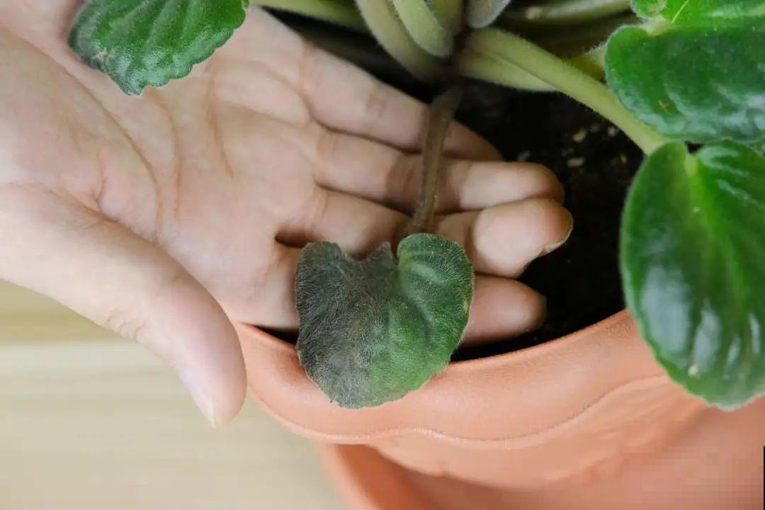 开完花的蟹爪兰，叶子摘一摘，放在梳子上遇水就生根！