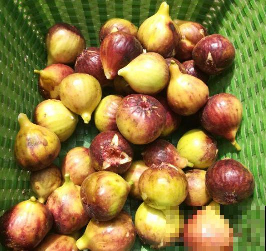 阳台也能种水果，这4种果树盆栽，耐旱耐热挂果多！