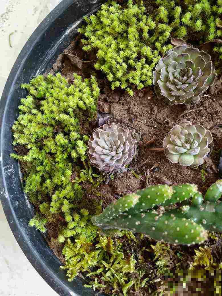 春雨过后，苔藓丛生，挖点回家种盆里，比养绿植有个性
