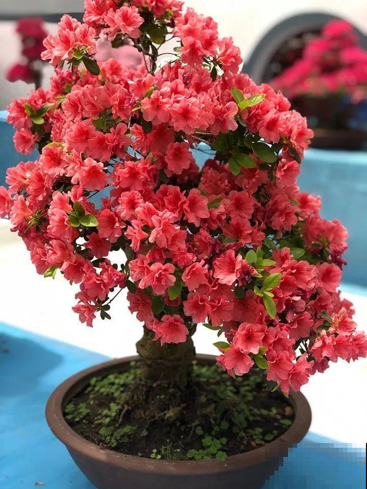 家里有这10种花，多修剪少浇水，能养成高价盆景！