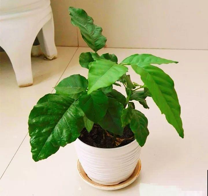 这水果太贵了，吃完留下核，还能种盆栽！