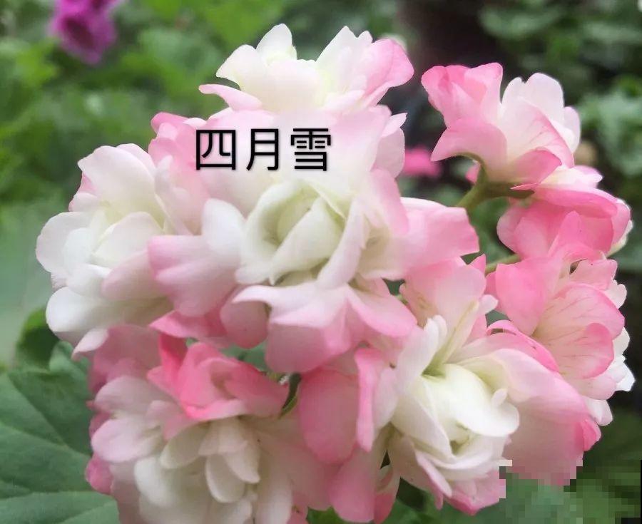 干净明亮的小窗台，适合养这花，谁见都夸漂亮！