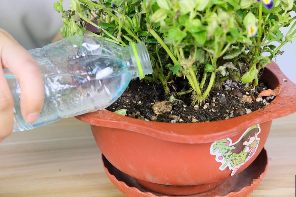 养花浇水7分功，不能大意，否则植物喝不饱水