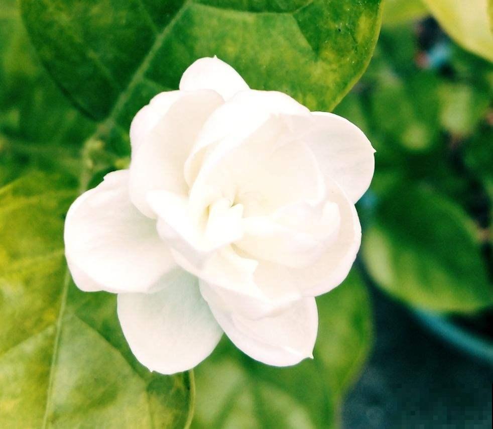 最爱“吃醋”的花，给它喝点醋才高兴，越喝叶子越油亮