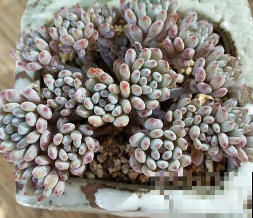 这些蓝色系多肉，外表高冷又清新，徒长之后让人哭笑不得！