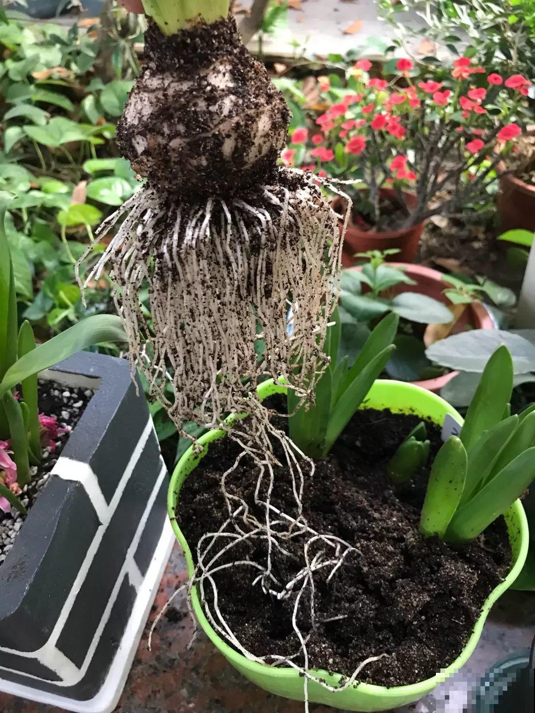 这花真奇葩，越开花叶子越黄，掐一把、来年继续开！