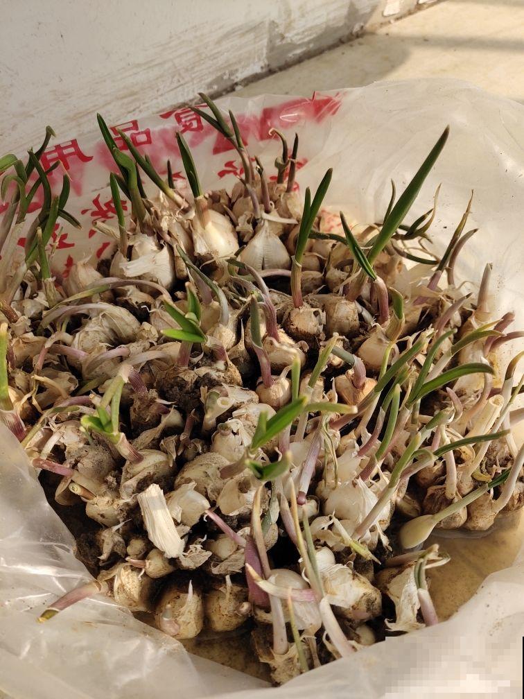 冬天懒得买菜，拎头大蒜扔水里，几天呼呼窜出好几斤蒜苗！