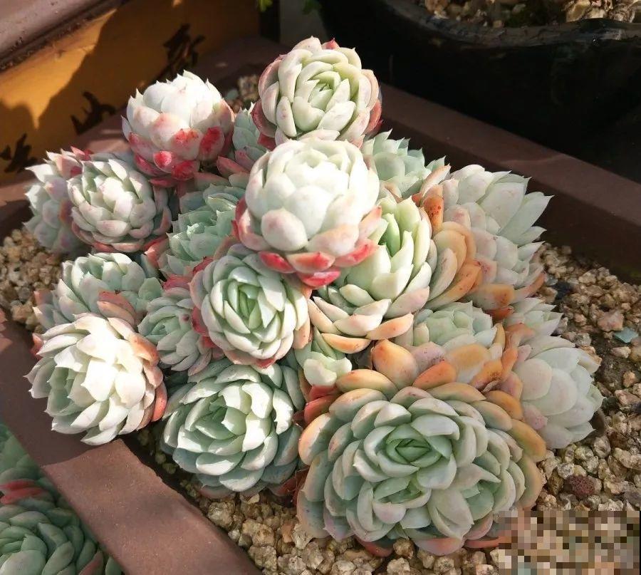 1块5毛钱的多肉，3年后养成了这样，对比太明显！