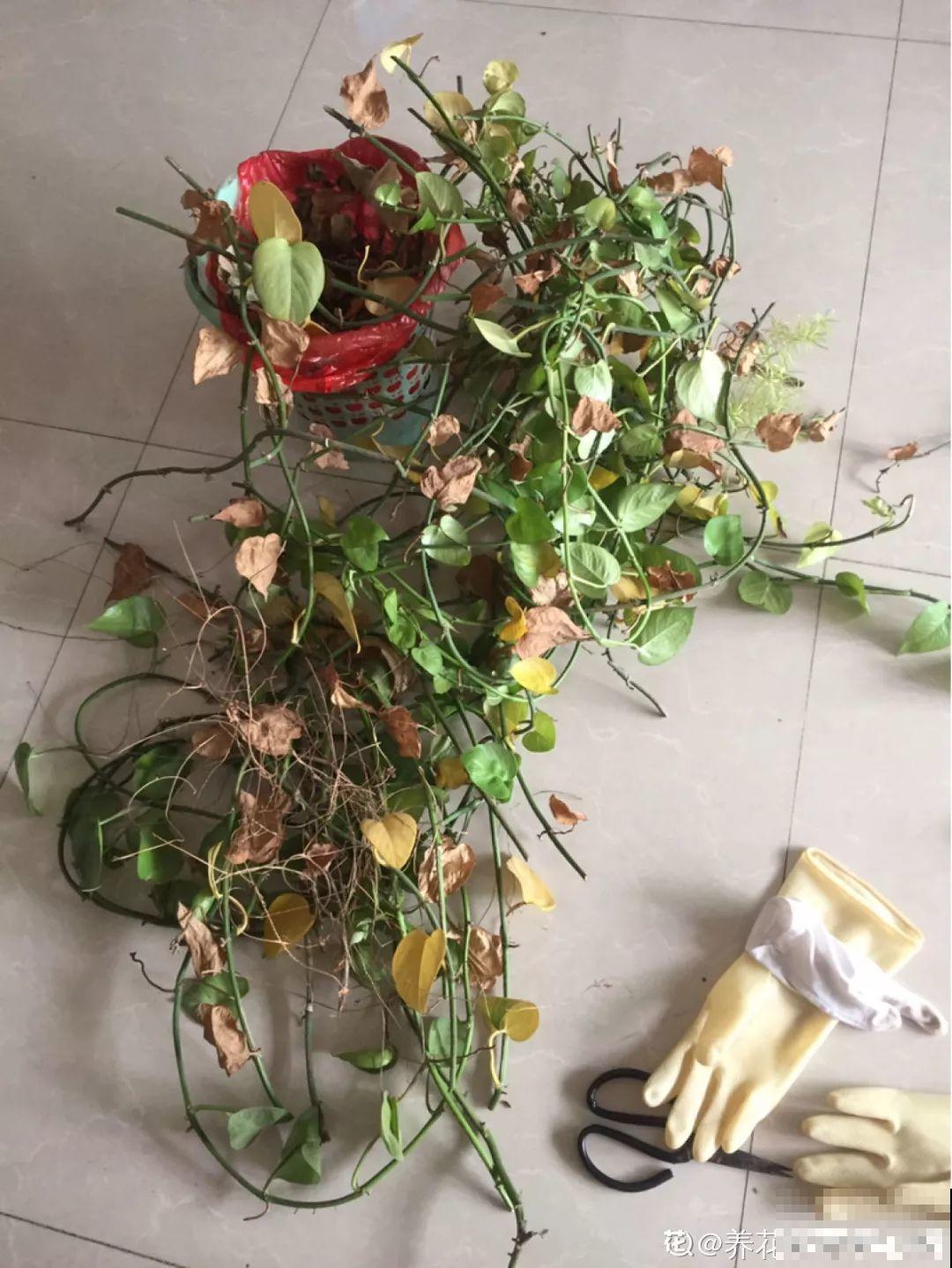 这6种花，现在扦插最好活，摘片叶子照样生根！