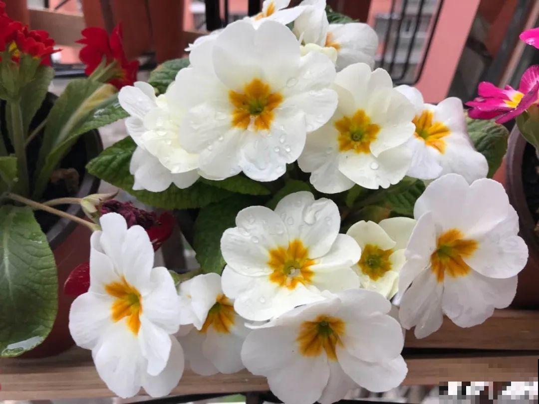 别看报春花个头小，一开就是大半年，小阳台照样美成花海！