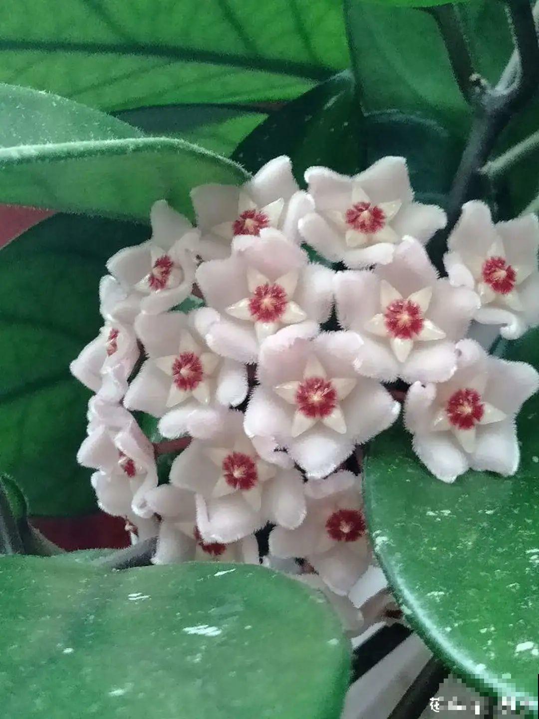 这花超耐阴，没光也能爬满墙，依次开花几十朵！
