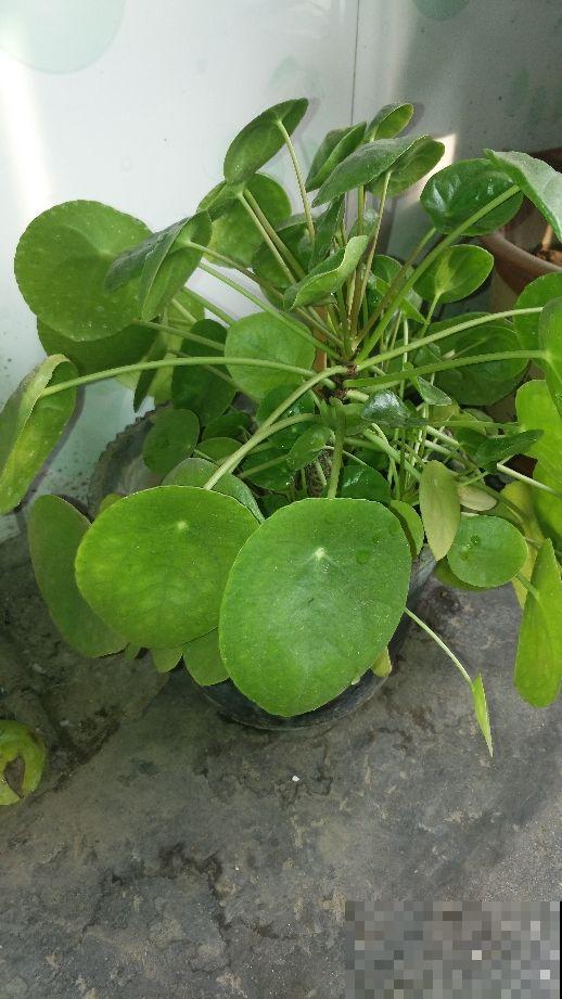 4种花，长得还真是像，新手不好分辨