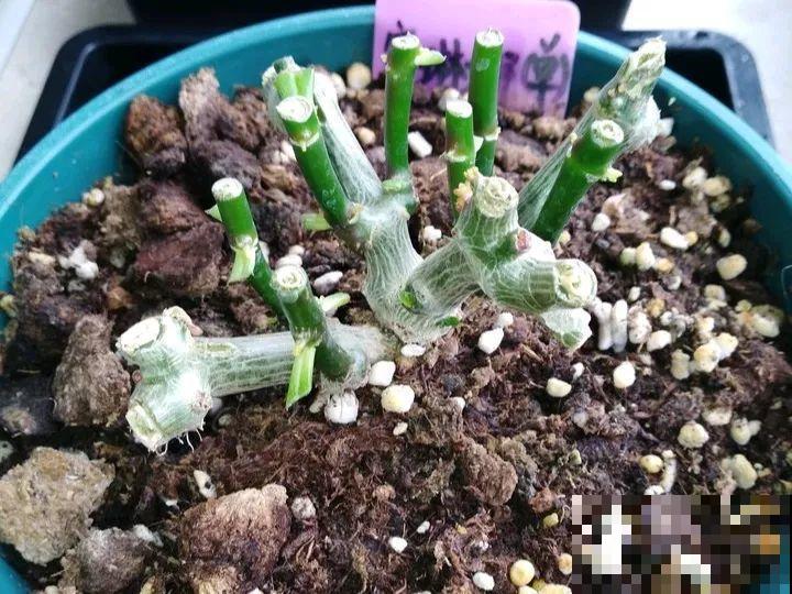 换盆时间到了，家里有这花，换完就窜新芽！