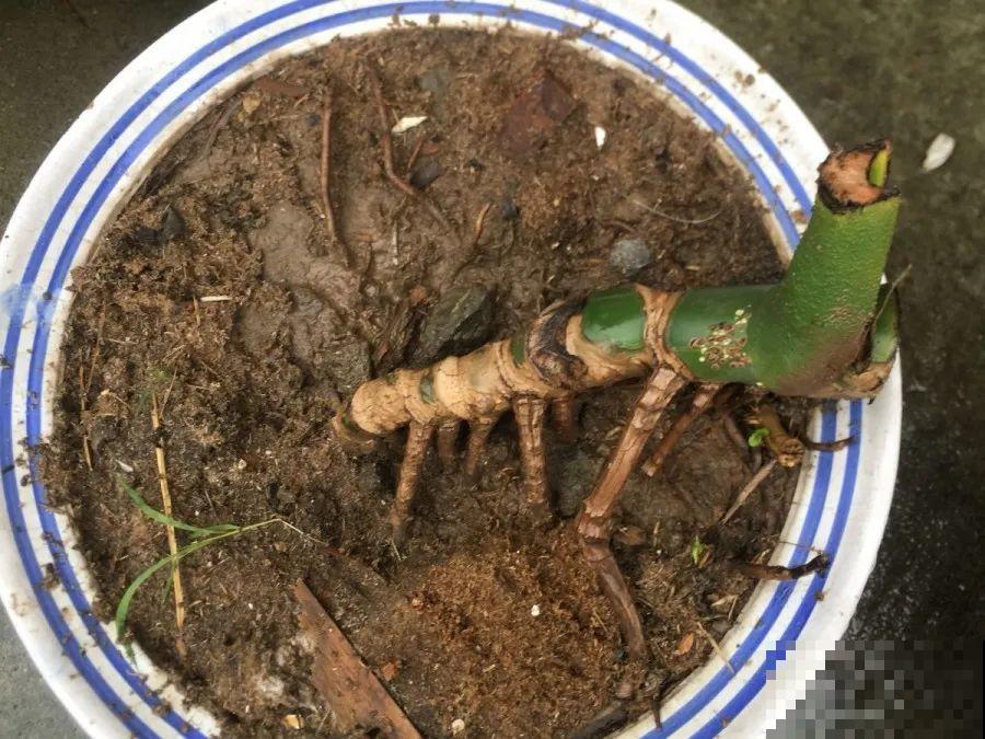 给这花换盆，土里扒出30个崽，根本不用扦插！