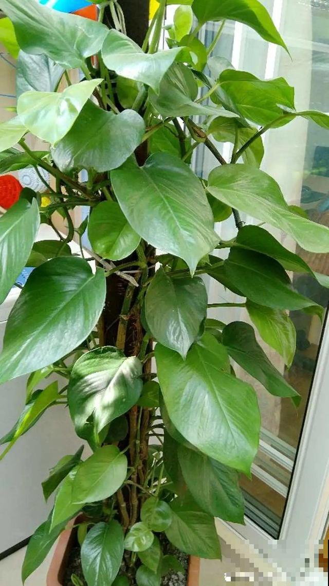 太阳花种子撒一把，能开满阳台，一年四季死不了！