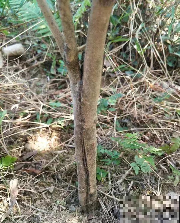 3棵茶花绑一绑，1年变成大老桩，懒人也能养成！
