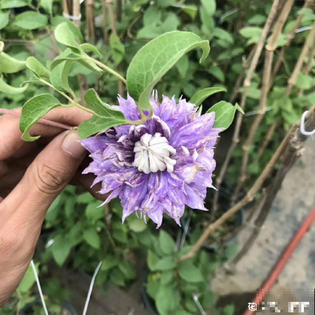 立春过后，这花快要苏醒了，准备好，剪完记得施肥！