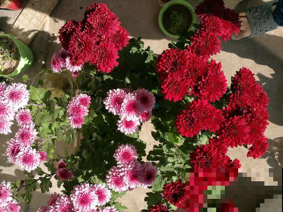 家里这花太神奇，开花后会变颜色，跟颜料染过似的！