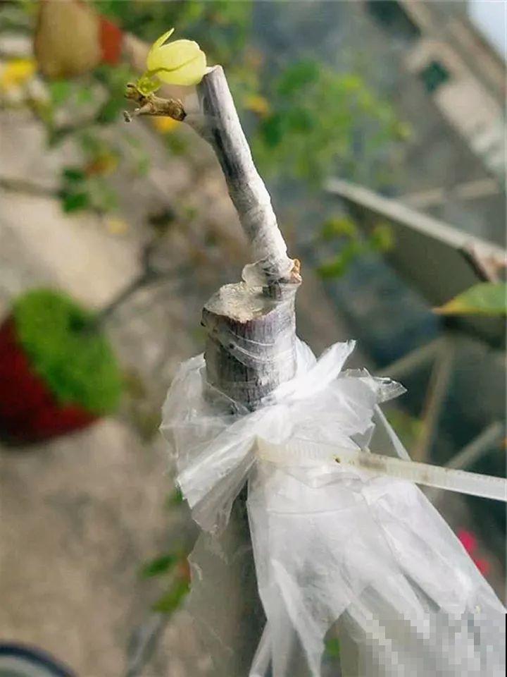 大哥养的三角梅，剪完捆一捆，开花爆出6个色！