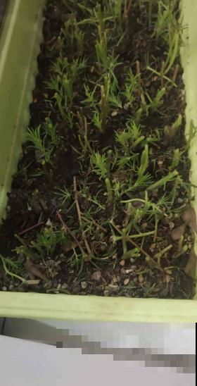植物养着养着就死了，其实砍一刀就解决，一周就呼呼冒新芽！