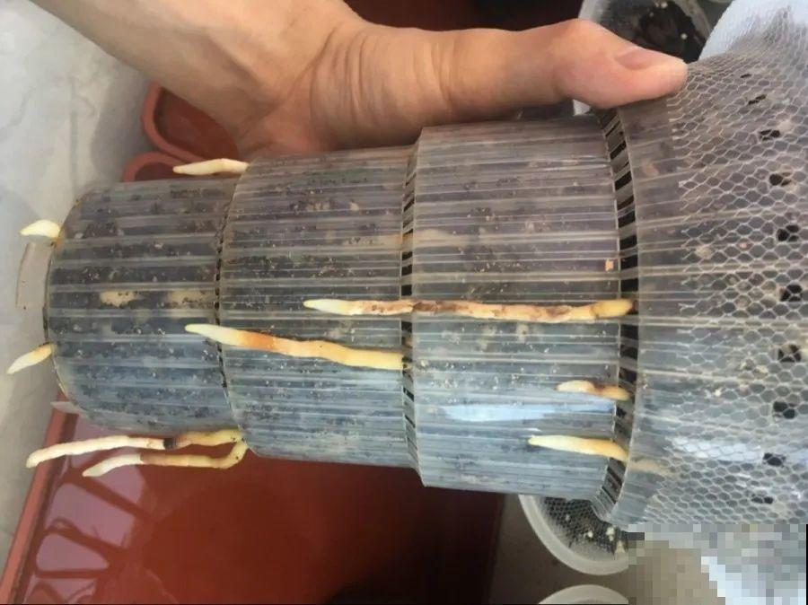 给这花换盆，土里扒出30个崽，根本不用扦插！