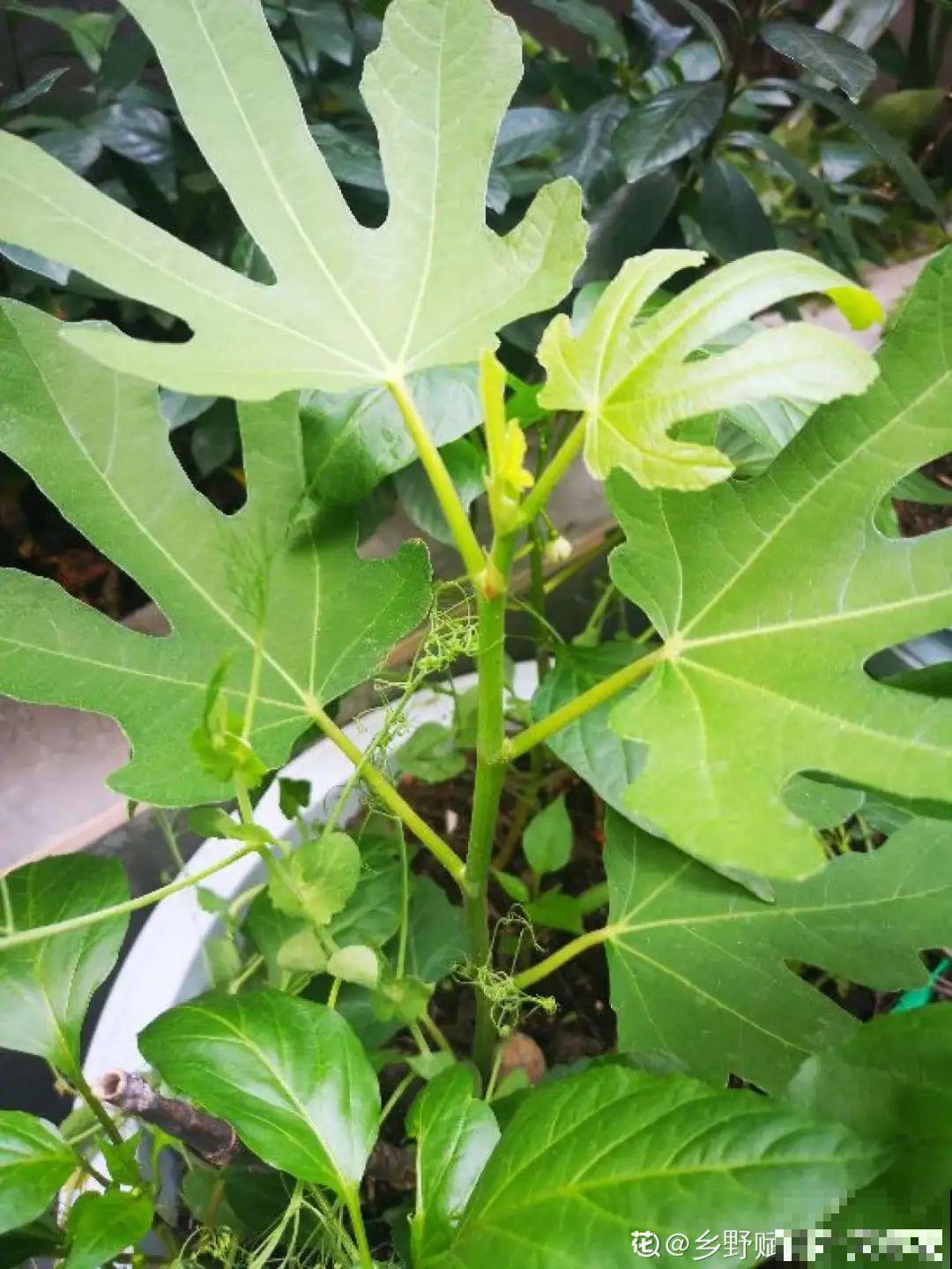 大粗杆插土里，7天生根，当年结果压弯枝，不用买水果了！