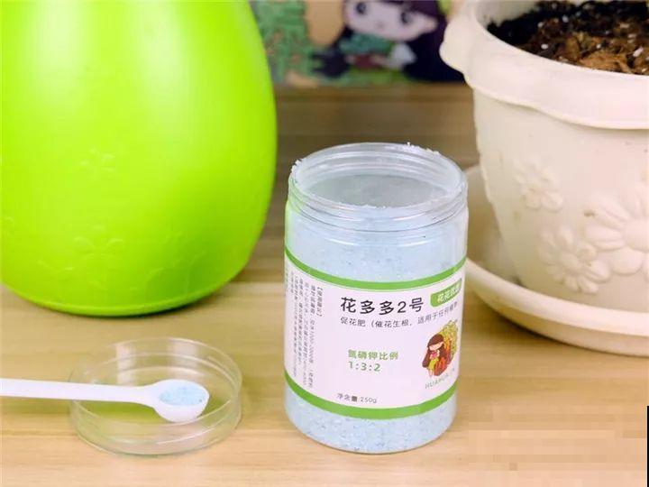 长寿开花不过瘾，学会1招，花苞多的能盖叶！