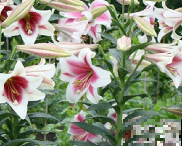 3月最适合种的花，门口栽一丛，开花又大又香！