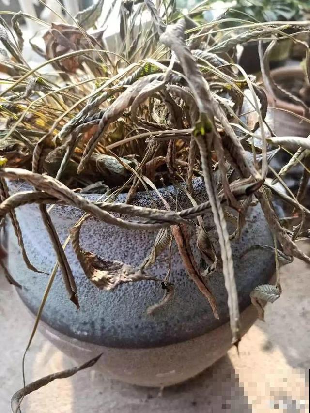 这花太娇气，忘了给它喷水，叶子直接干成杂草！