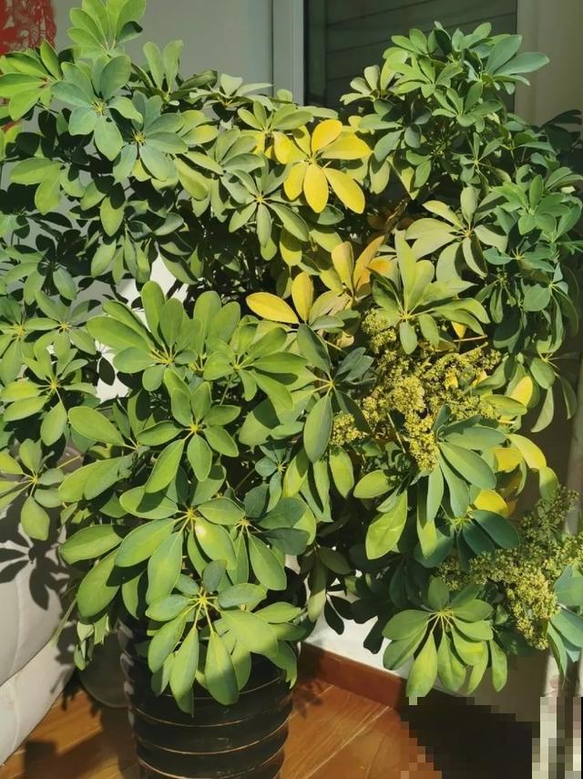 这盆“健康树”，1盆清新空气，2盆杀菌去异味