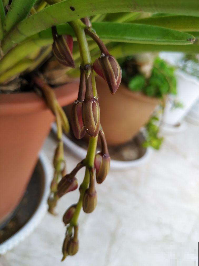 这花真神奇，开花开出“小蜜蜂”，谁见了都夸