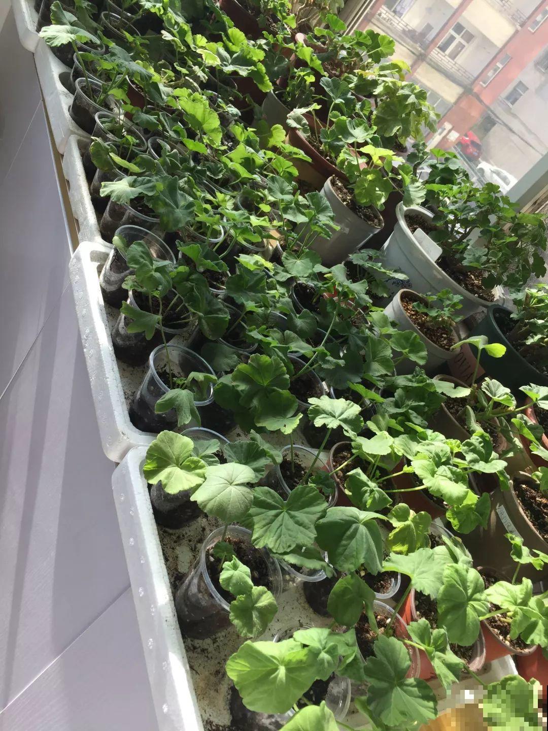 这6种花，现在扦插最好活，摘片叶子照样生根！