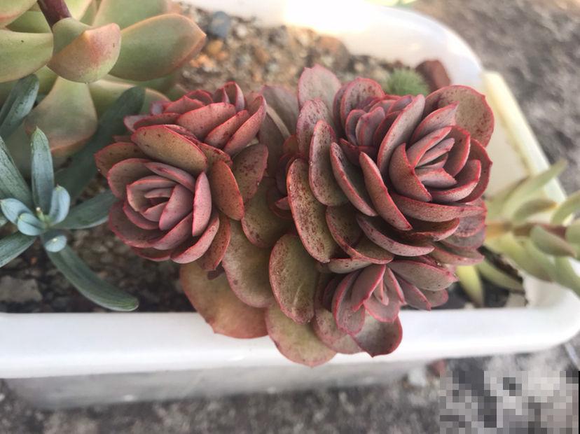 这花不一样，太阳越晒，叶子越红，养在家里像个艺术品