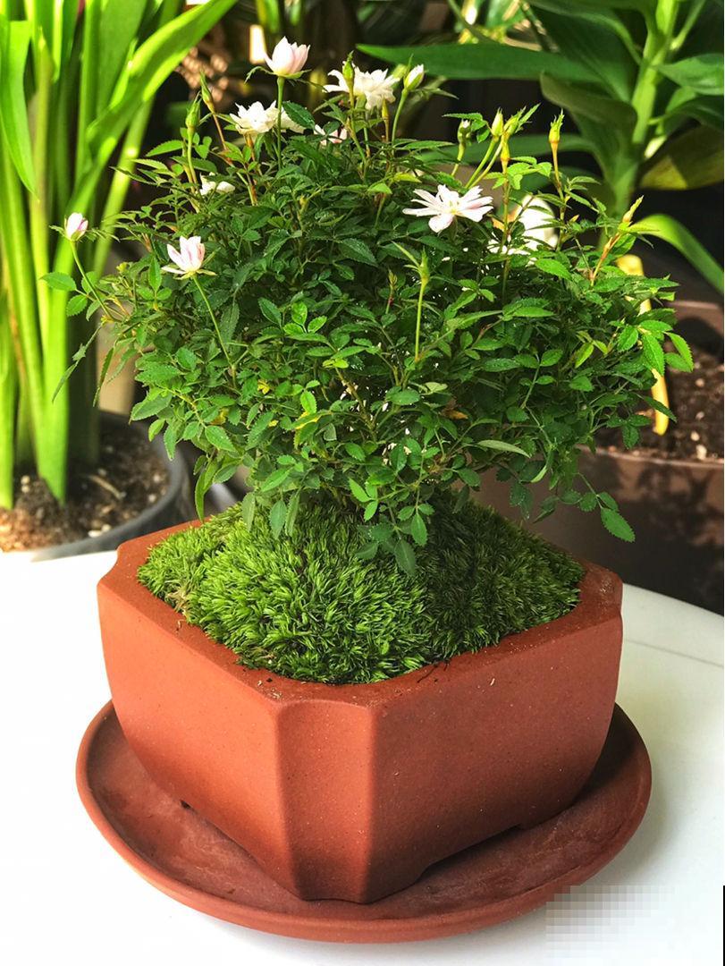 这花得小心养，花盆越根越壮，否则积水又烂根