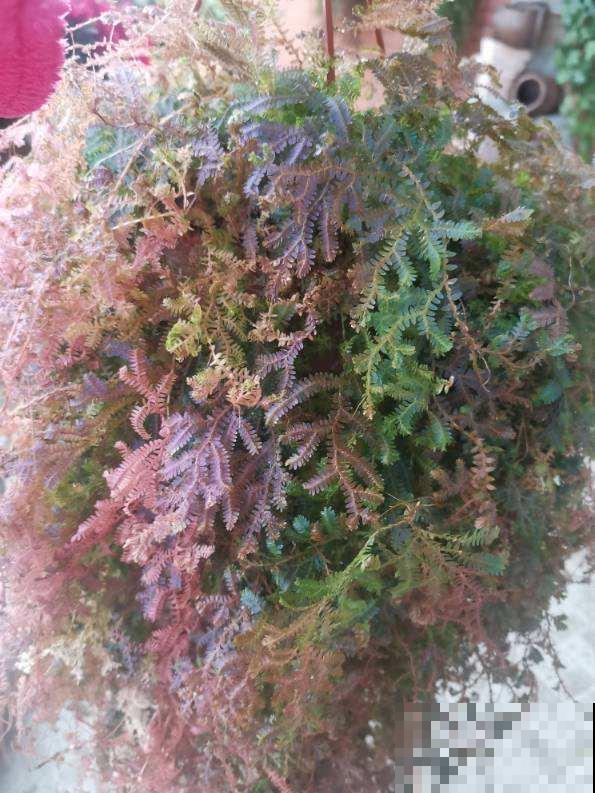 给点水就活的花，特容易爆盆，揪根枝就能长出20盆