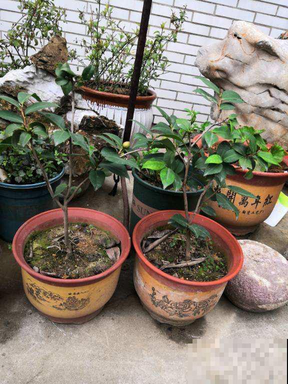 想让茶花枝茎粗壮开花艳，这几点不得不知，学会了就坐等赏花吧！