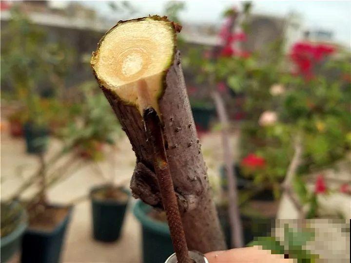 大哥养的三角梅，剪完捆一捆，开花爆出6个色！