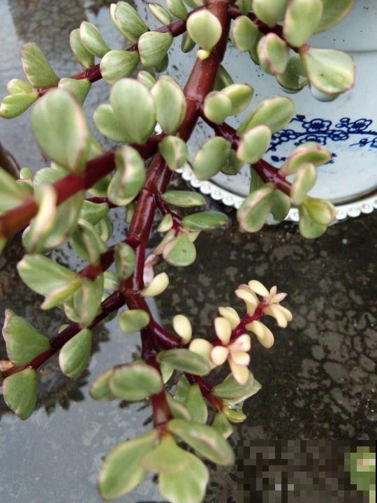 这三种“变态多肉”，家里只要养一盆，身价猛涨，你就偷着乐吧