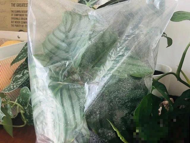 这花太娇气，忘了给它喷水，叶子直接干成杂草！